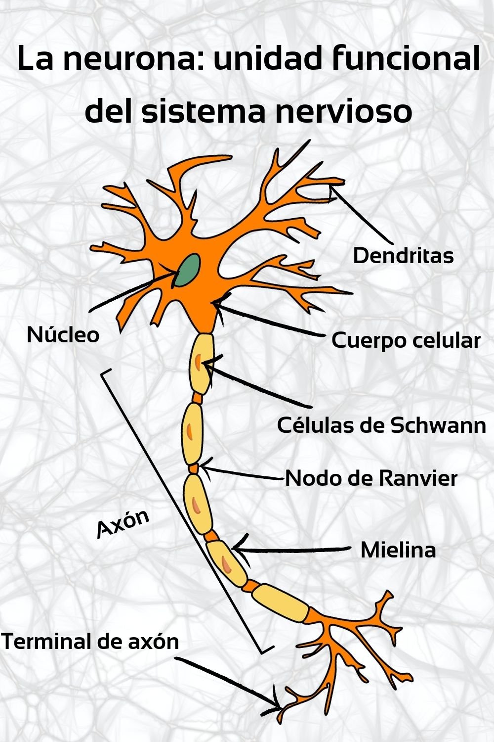 La Unidad Estructural Y Funcional Del Sistema Nervioso La Neurona