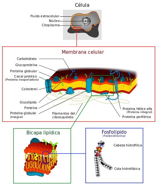  Diagrama de la estructura de la membrana citoplasmática y sus componentes.