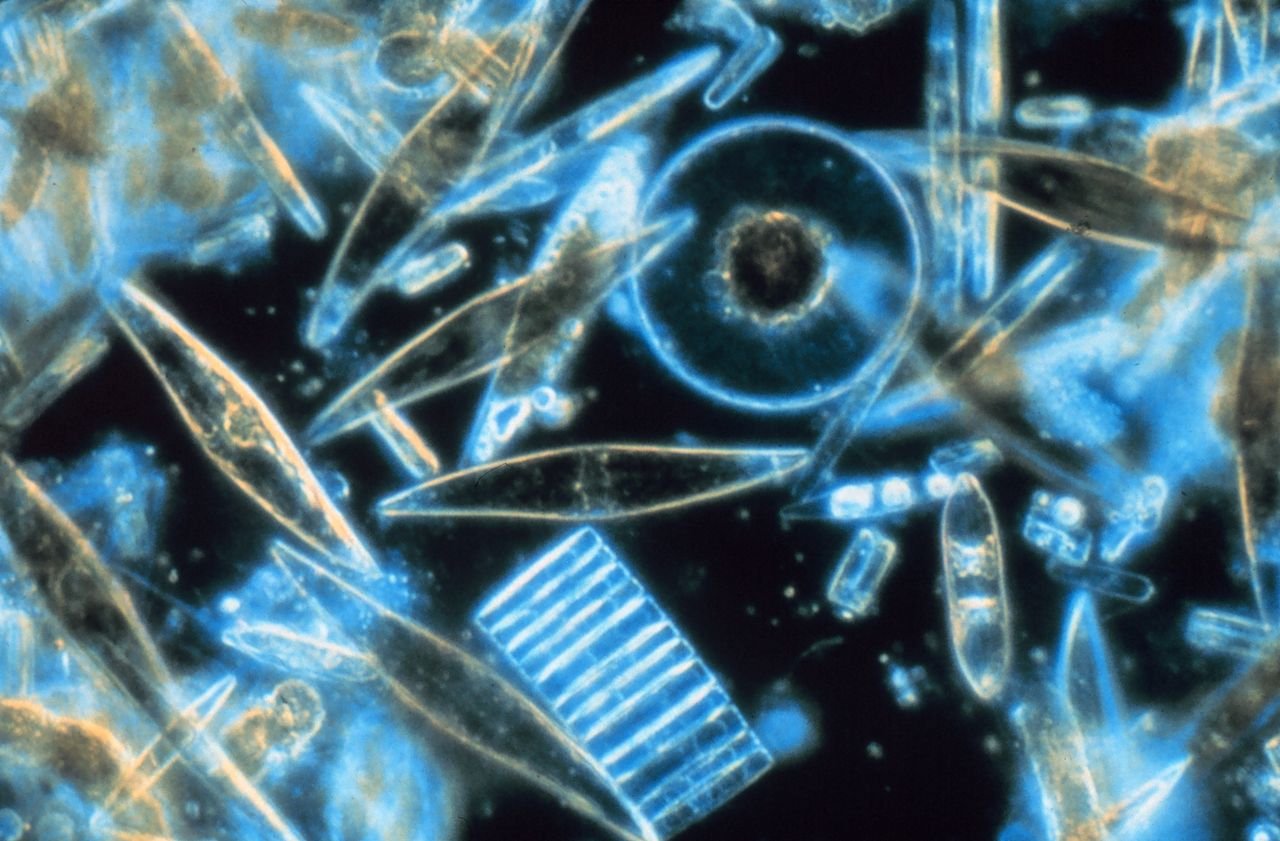 Diatomeas vistas a través de un microscopio electrónico.
