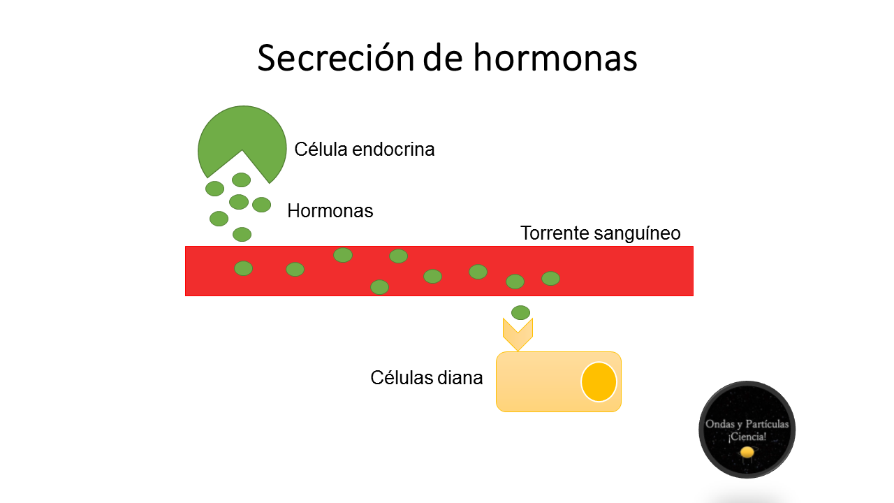 Fisiología de Omar Báez Esquema 