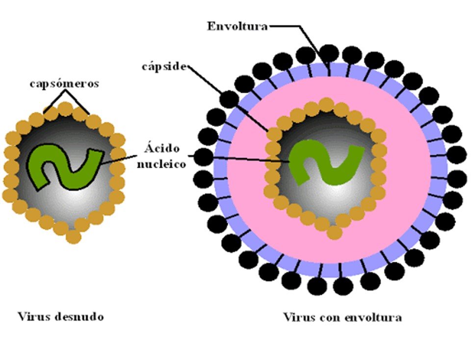 Diferencia de un virus con sus dos componentes vs un virus con envoltura.