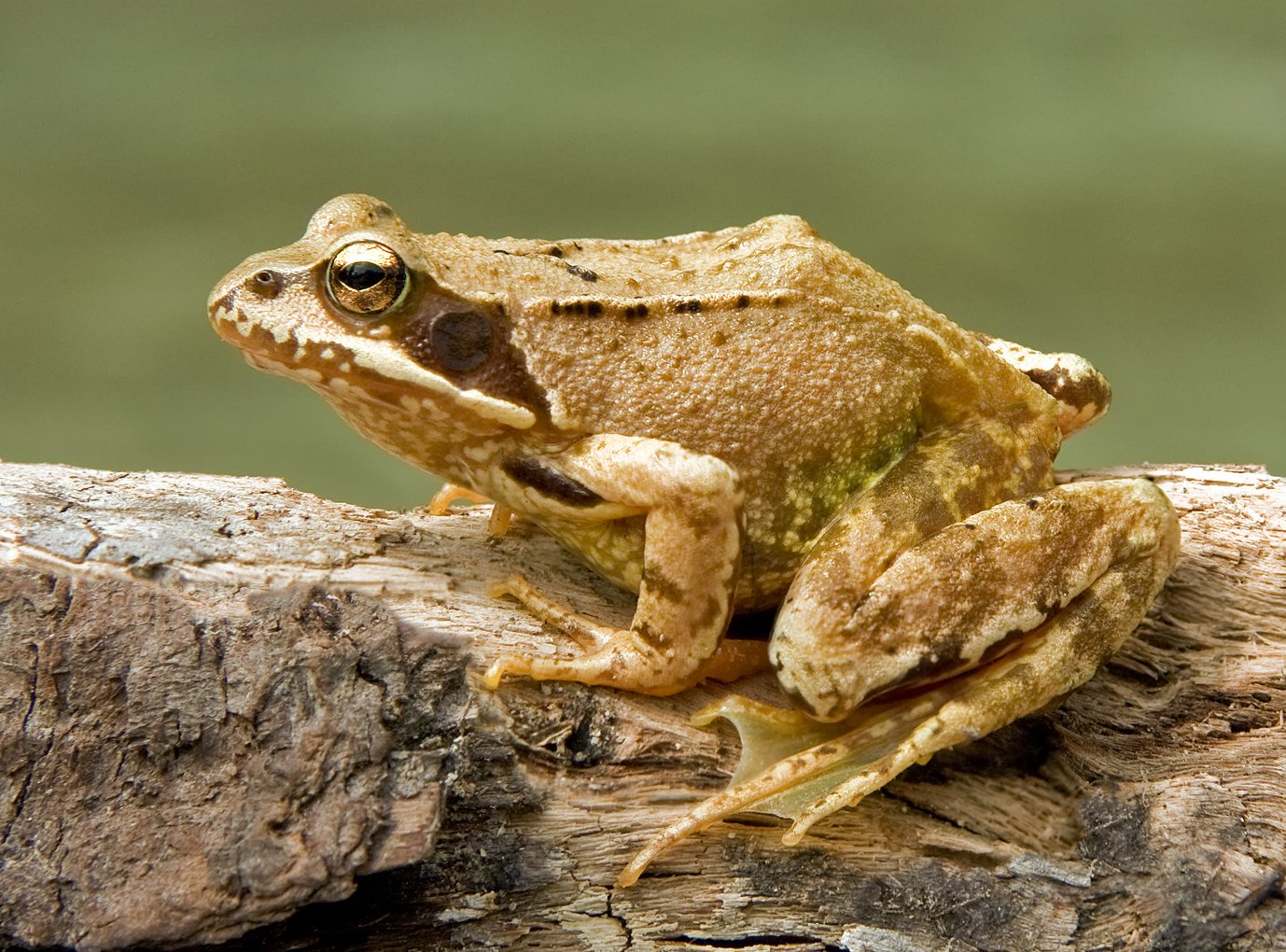 La Rana temporaria fue una de las dos ranas que utilizó Krogh en sus experimentos de capilares.