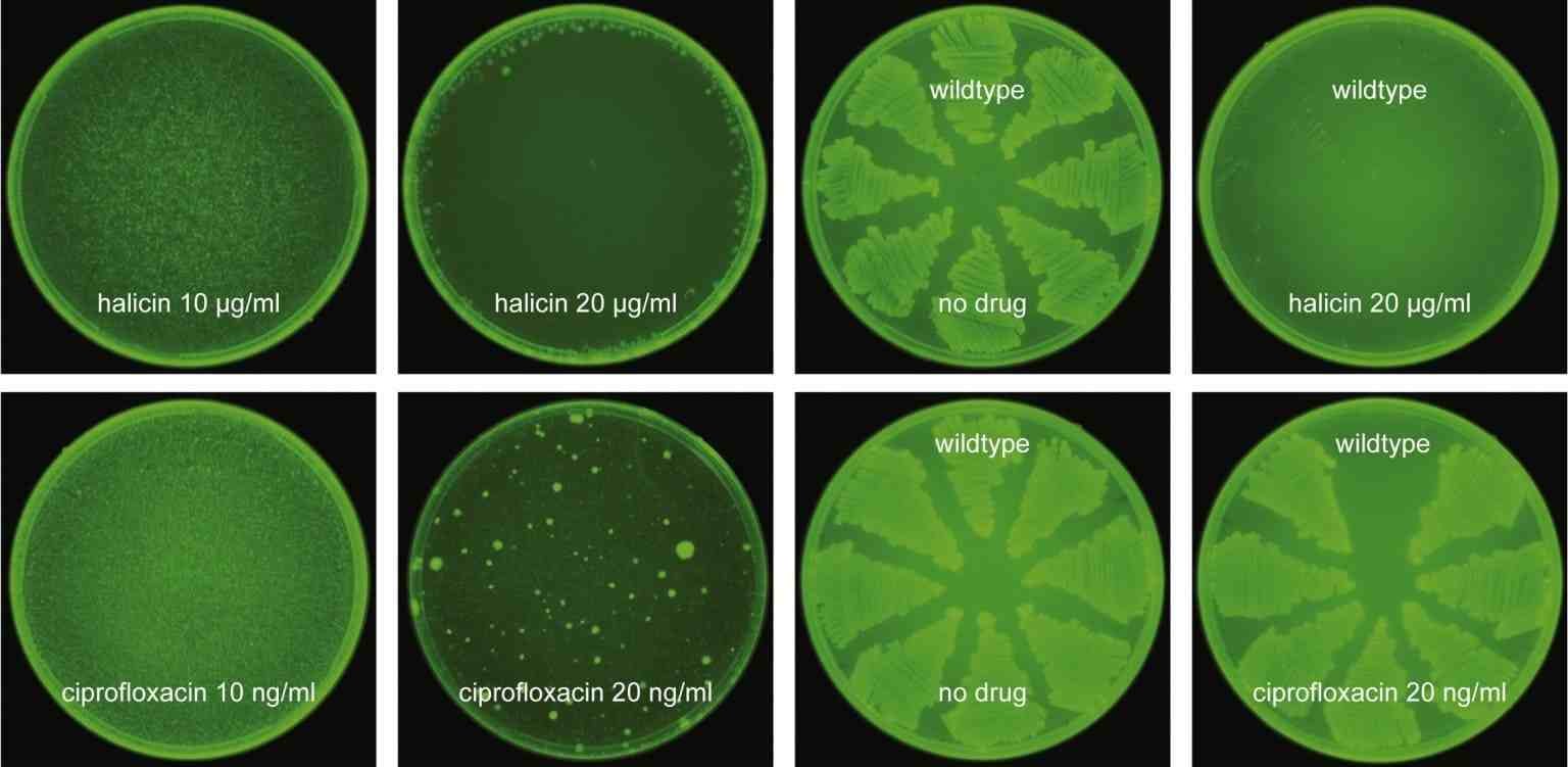Halicina, antibiótico, inteligencia artificial.