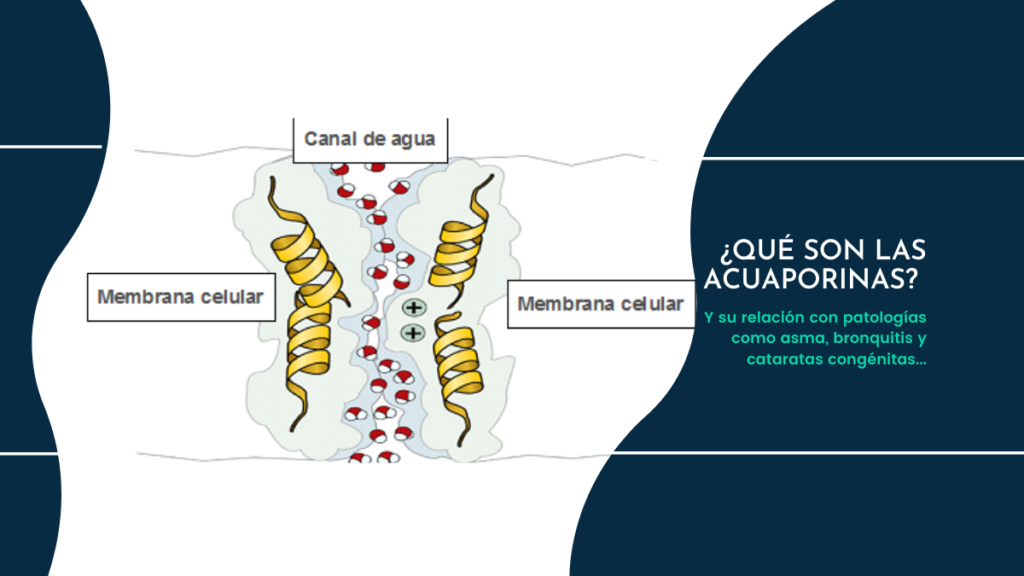 Las-acuaporinas-y-sus-patologias.-Implicaciones-medicas