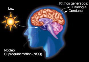 Ritmo circadiano