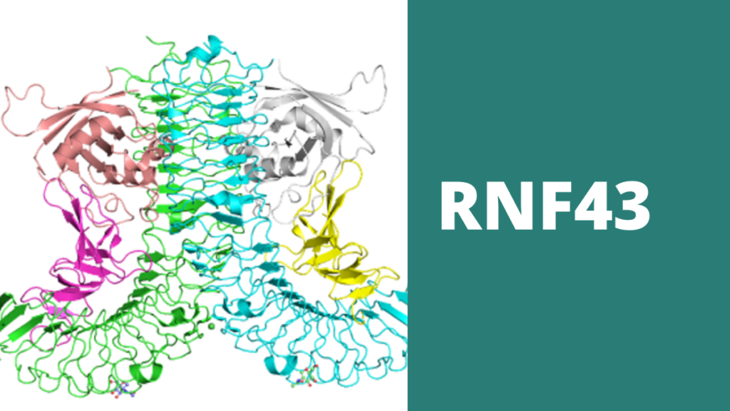 Fosforegulación de la Proteína RNF43 posible diana terapéutica contra el cáncer de colon