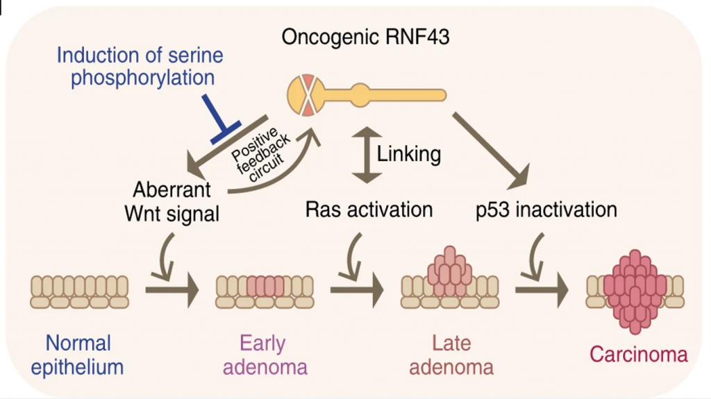 RNF43 cancer de colon