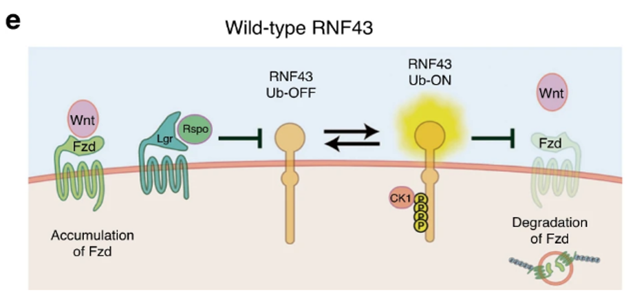 RNF43 cancer de colon wnt