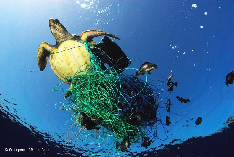 ¿Por qué cuidar los mares?