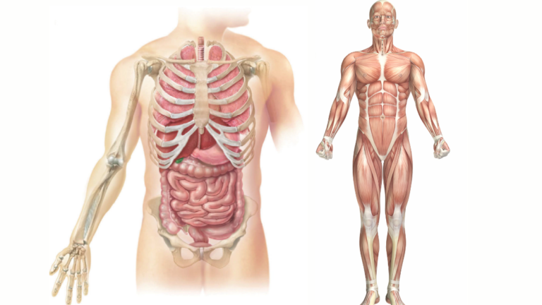 Los tres métodos principales para el estudio de la anatomía humana
