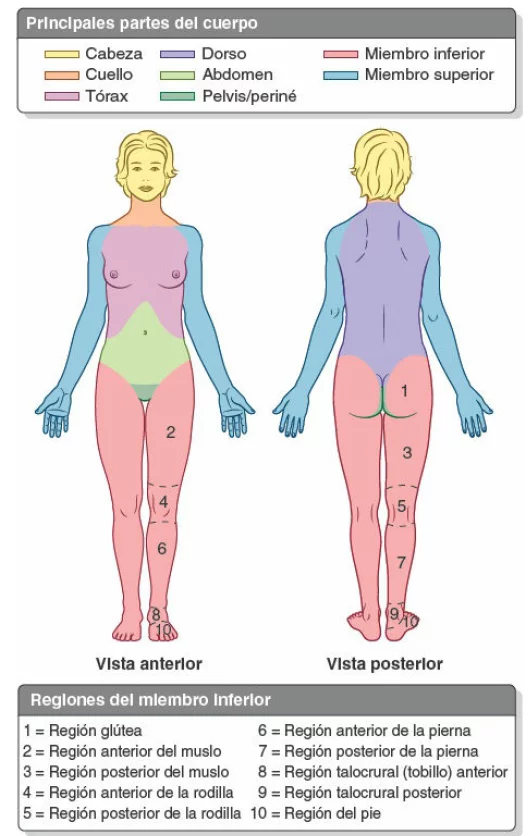 Partes-y-regiones-del-cuerpo-humano