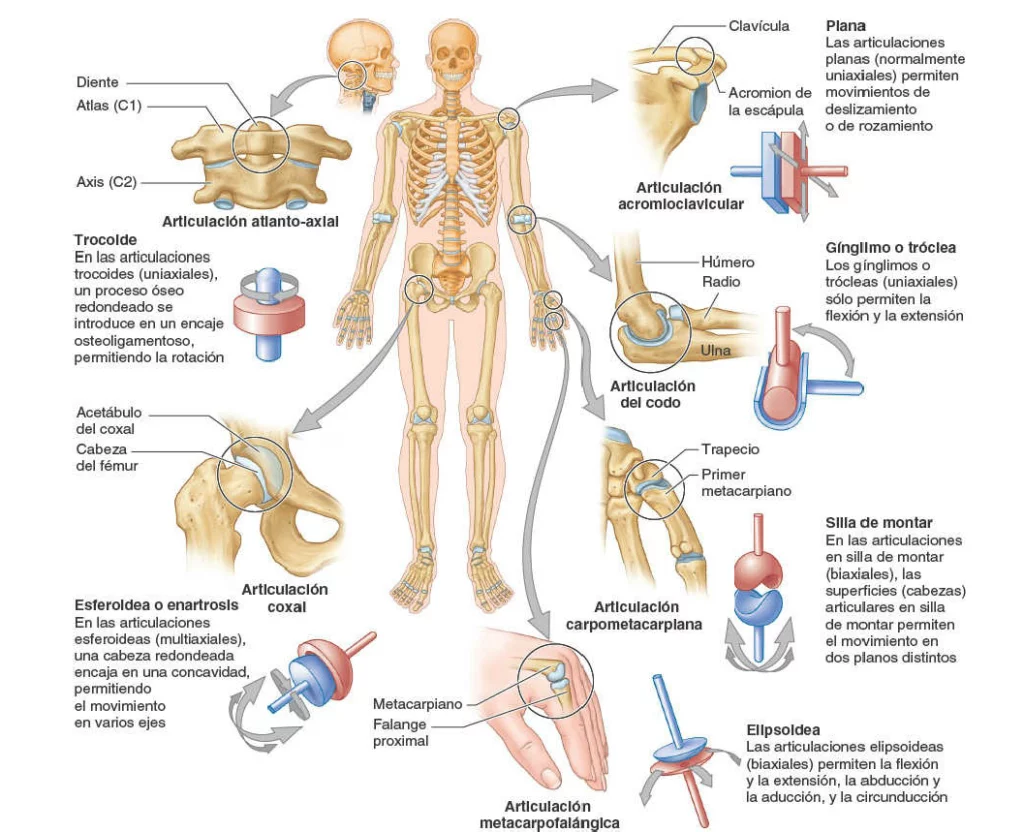 Sistema-articular. Anatomía sistemática