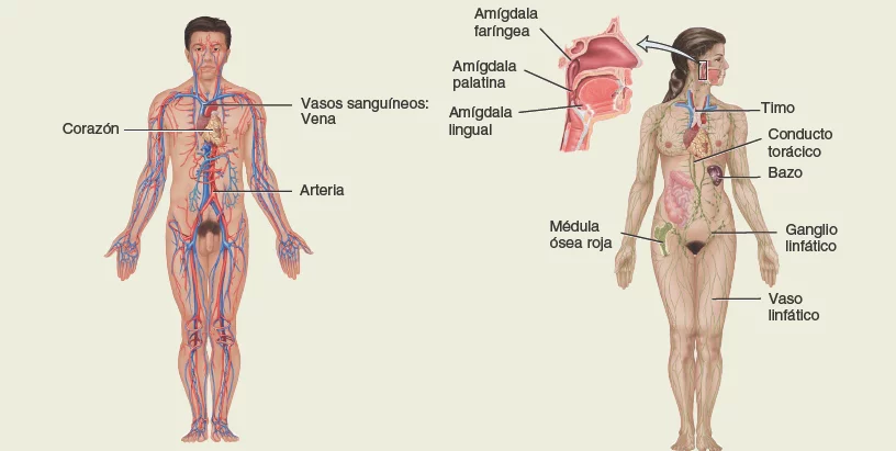 Sistema-circulatorio-y-linfatico. Anatomía sistemática
