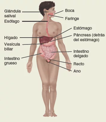 Sistema-digestivo. Anatomía sistemática