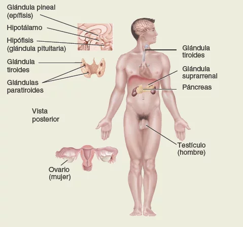 Sistema endocrino. Anatomía sistemática