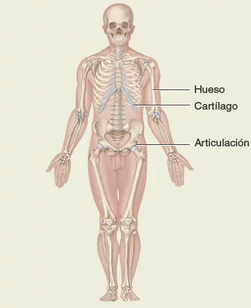 Sistema-esqueletico. Anatomía sistemática