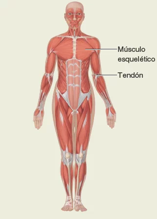 Sistema-musculatorio. Anatomía sistemática