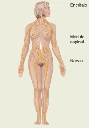 Sistema-nervioso. Anatomía sistemática