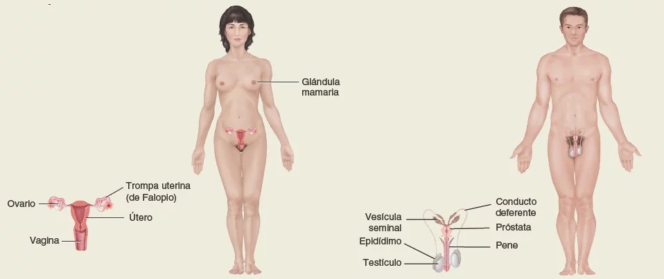 Sistema-reproductor.