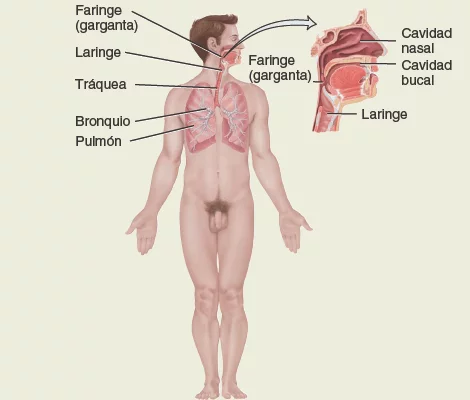 Sistema-respiratorio. Anatomía sistemática