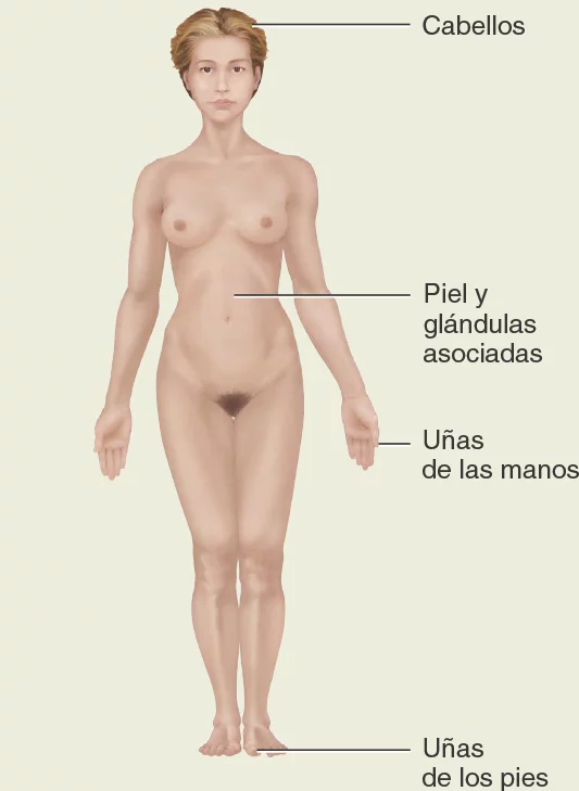 Sistema-tegumetario. Métodos de estudio de la anatomia