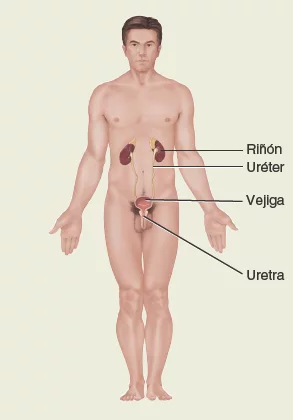 Sistema-respiratorio. Anatomía sistemática
