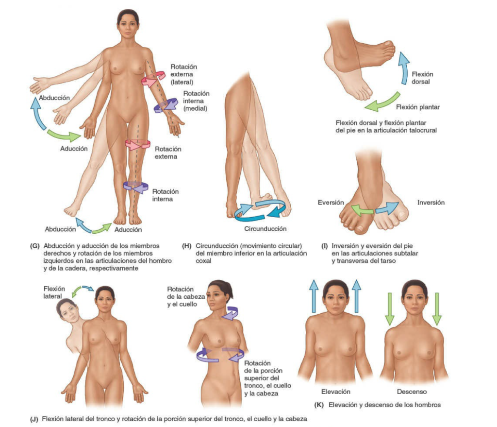 Movimientos anatómicos del miembro inferior circunducción, inversión, eversión, rotación del tronco, elevación, descenso de hombros.
