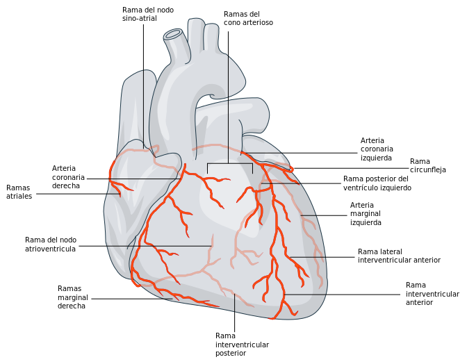 Esquema anatómico: Arterias coronarias del corazón humano. Al obstruirse pueden ocasionar angina, o llegar causar un infarto agudo al miocardio