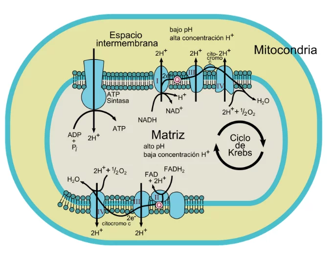 Representacion esquematica de los complejos enzimaticos que participan en la cadena de transporte de electrones de lamitocondria, tambien llamada cadena respiratoria