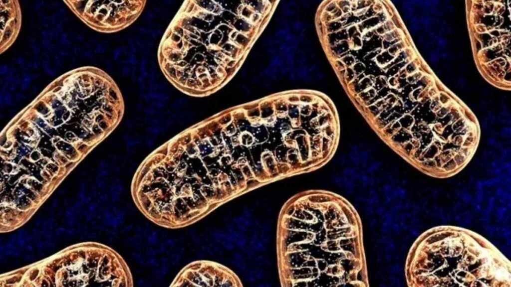 ¿Qué son las mitocondrias y cuál es su función