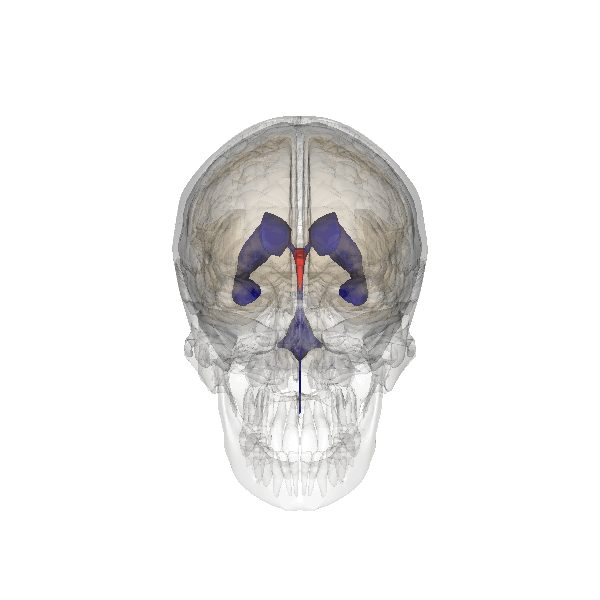 1. GIF animado de los ventrículos cerebrales en condiciones normales. Podemos ver su posicion en el interior del craneo destacados en rojo y azul. En la hidrocefalia, estas cavidades se expanden y afectan al tejido neuronal circundante